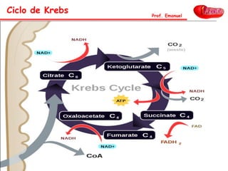 Ciclo de Krebs Prof. Emanuel
 