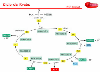 ATP
Ciclo de Krebs Prof. Emanuel
 