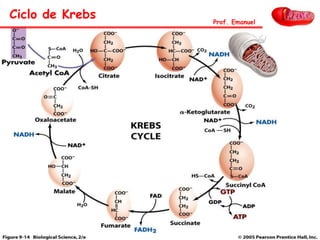 Ciclo de Krebs Prof. Emanuel
 