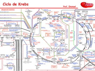Ciclo de Krebs Prof. Emanuel
 