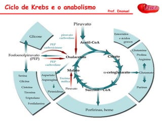 Ciclo de Krebs e o anabolismo Prof. Emanuel
 