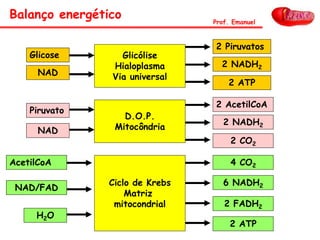 Glicólise
Hialoplasma
Via universal
Glicose
NAD
2 Piruvatos
2 NADH2
2 ATP
Ciclo de Krebs
Matriz
mitocondrial
NAD/FAD
6 NADH2
2 ATP
D.O.P.
MitocôndriaNAD
2 AcetilCoA
2 NADH2
2 CO2
Piruvato
AcetilCoA 4 CO2
H2O
Balanço energético Prof. Emanuel
2 FADH2
 