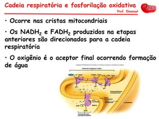 • Ocorre nas cristas mitocondriais
• Os NADH2 e FADH2 produzidos na etapas
anteriores são direcionados para a cadeia
respiratória
• O oxigênio é o aceptor final ocorrendo formação
de água
Cadeia respiratória e fosforilação oxidativa
Prof. Emanuel
 