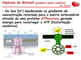• Os íons (H+) obedecendo ao gradiente de
concentração retornam para a matriz mitocondrial
através de uma proteína ATPsintetase gerando
energia para recarregar o ATP (fosforilação
oxidativa)
Hipótese de Mitchell (gradiente quimio-osmótico)
Prof. Emanuel
 