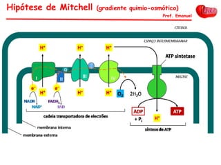 Hipótese de Mitchell (gradiente quimio-osmótico)
Prof. Emanuel
 