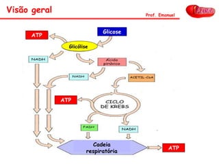 Visão geral Prof. Emanuel
Glicose
Glicólise
Cadeia
respiratória
ATP
ATP
ATP
 