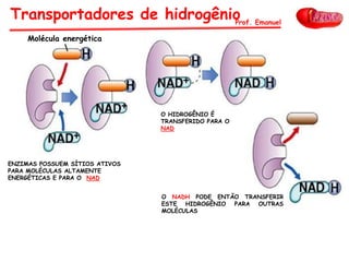 Molécula energética
ENZIMAS POSSUEM SÍTIOS ATIVOS
PARA MOLÉCULAS ALTAMENTE
ENERGÉTICAS E PARA O NAD
O HIDROGÊNIO É
TRANSFERIDO PARA O
NAD
O NADH PODE ENTÃO TRANSFERIR
ESTE HIDROGÊNIO PARA OUTRAS
MOLÉCULAS
Transportadores de hidrogênioProf. Emanuel
 