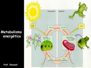 Metabolismo
energético
Prof. Emanuel
 