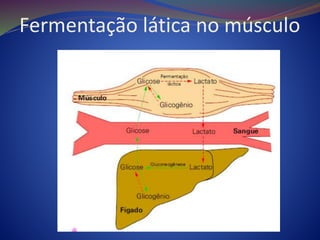 Fermentação lática no músculo
 