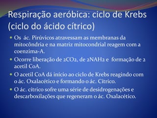Respiração aeróbica: ciclo de Krebs
(ciclo do ácido cítrico)
 Os ác. Pirúvicos atravessam as membranas da
mitocôndria e na matriz mitocondrial reagem com a
coenzima-A.
 Ocorre liberação de 2CO2, de 2NAH2 e formação de 2
acetil CoA.
 O acetil CoA dá início ao ciclo de Krebs reagindo com
o ác. Oxalacético e formando o ác. Cítrico.
 O ác. cítrico sofre uma série de desidrogenações e
descarboxilações que regeneram o ác. Oxalacético.
 