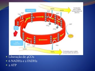  Liberação de 4CO2
 6 NADH2 e 2 FADH2
 2 ATP
 