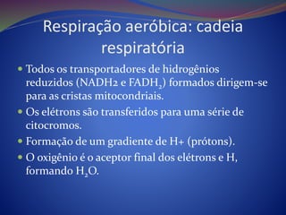 Respiração aeróbica: cadeia
respiratória
 Todos os transportadores de hidrogênios
reduzidos (NADH2 e FADH2) formados dirigem-se
para as cristas mitocondriais.
 Os elétrons são transferidos para uma série de
citocromos.
 Formação de um gradiente de H+ (prótons).
 O oxigênio é o aceptor final dos elétrons e H,
formando H2O.
 