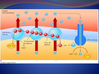 Fermentação e respiração
