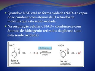  Quando o NAD está na forma oxidada (NAD+) é capaz
de se combinar com átomos de H retirados da
molécula que está sendo oxidada.
 Na respiração celular o NAD+ combina-se com
átomos de hidrogênio retirados da glicose (que
está sendo oxidada).
 