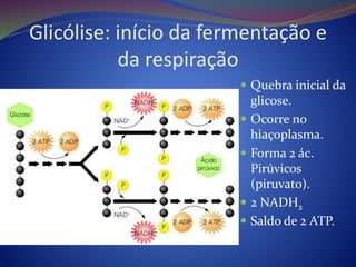 Glicólise: início da fermentação e
da respiração
 Quebra inicial da
glicose.
 Ocorre no
hiaçoplasma.
 Forma 2 ác.
Pirúvicos
(piruvato).
 2 NADH2
 Saldo de 2 ATP.
 