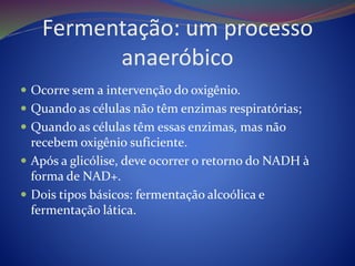 Fermentação: um processo
anaeróbico
 Ocorre sem a intervenção do oxigênio.
 Quando as células não têm enzimas respiratórias;
 Quando as células têm essas enzimas, mas não
recebem oxigênio suficiente.
 Após a glicólise, deve ocorrer o retorno do NADH à
forma de NAD+.
 Dois tipos básicos: fermentação alcoólica e
fermentação lática.
 