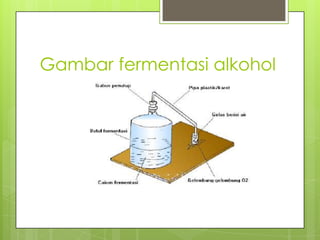 Gambar fermentasi alkohol

 