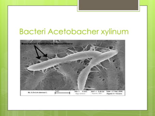 Bacteri Acetobacher xylinum

 