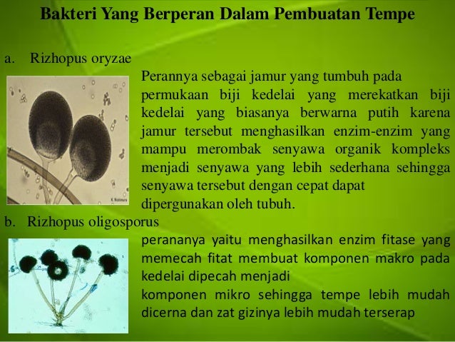 Teknologi Fermentasi Pada Tempe