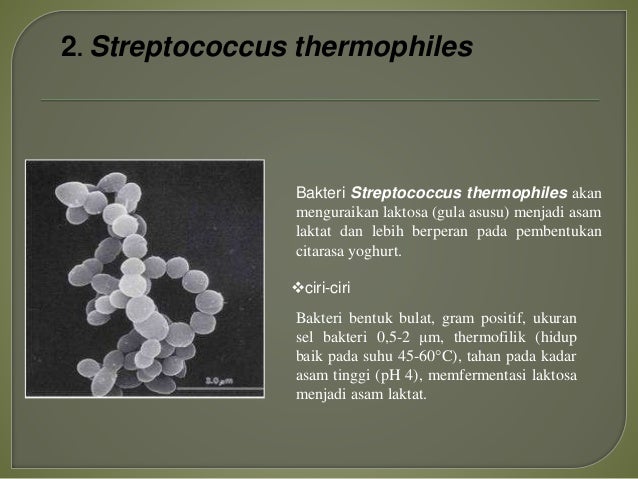 Teknologi Fermentasi Pada Yoghurt
