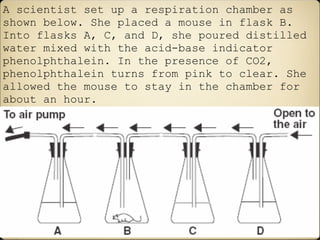 Fermentation | KEY