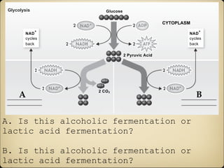 Fermentation – MCAT Biochemistry