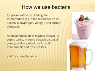  for preservation by pickling, for
fermentation (as in the manufacture of
alcoholic beverages, vinegar, and certain
cheeses),
 for decomposition of organic wastes (in
septic tanks, in some sewage disposal
plants, and in agriculture for soil
enrichment) and toxic wastes,
 and for curing tobacco
How we use bacteria
 