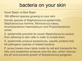  Good Staph vs Bad Staph
 180 different species growing on your skin
 friendly species of Staphylococcus epidermidis,
Staphylococcus hominis, Micrococcus luteus,
Arcanobacterium haemolyticum and Propionbacterium
acnes
 S. epidermidis prevents its cousin Staphylococcus aureus
from adhering to skin cells in order to invade them.
 S. epidermidis produce bacteriocins, specific proteins that
kill pathogenic species of related bacteria.
 P. acnes breaks down lipids inside its cell and transports the
fatty acid breakdown products onto the skin, which reduces
the pH and prevents growth of Streptococcus pyogenes.
bacteria on your skin
 