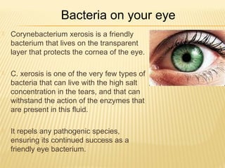  Corynebacterium xerosis is a friendly
bacterium that lives on the transparent
layer that protects the cornea of the eye.
 C. xerosis is one of the very few types of
bacteria that can live with the high salt
concentration in the tears, and that can
withstand the action of the enzymes that
are present in this fluid.
 It repels any pathogenic species,
ensuring its continued success as a
friendly eye bacterium.
Bacteria on your eye
 