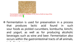  Fermentation is used for preservation in a process
that produces lactic acid found in such
sour foods as pickled cucumbers, kombucha, kimchi,
and yogurt, as well as for producing alcoholic
beverages such as wine and beer. Fermentation also
occurs within the gastrointestinal tracts of all animals,
Fermentation in progress: Bubbles of CO2 form a froth on top of the
fermentation mixture.
 