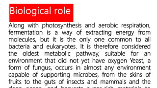 Biological role
Along with photosynthesis and aerobic respiration,
fermentation is a way of extracting energy from
molecules, but it is the only one common to all
bacteria and eukaryotes. It is therefore considered
the oldest metabolic pathway, suitable for an
environment that did not yet have oxygen Yeast, a
form of fungus, occurs in almost any environment
capable of supporting microbes, from the skins of
fruits to the guts of insects and mammals and the
 