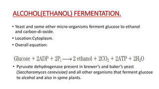 Fermentation 