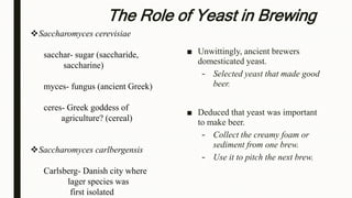 The Role of Yeast in Brewing
■ Unwittingly, ancient brewers
domesticated yeast.
– Selected yeast that made good
beer.
■ Deduced that yeast was important
to make beer.
– Collect the creamy foam or
sediment from one brew.
– Use it to pitch the next brew.
Saccharomyces cerevisiae
sacchar- sugar (saccharide,
saccharine)
myces- fungus (ancient Greek)
ceres- Greek goddess of
agriculture? (cereal)
Saccharomyces carlbergensis
Carlsberg- Danish city where
lager species was
first isolated
 