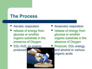The Process
 Aerobic respiration
 release of energy from
glucose or another
organic substrate in the
presence of Oxygen
 CO2, H2O, an energy
produced
 Anaerobic respiration
 release of energy from
glucose or another
organic substrate in the
absence of Oxygen
 Products: CO2, energy,
and alcohol or various
organic acids
 
