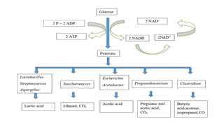 Fermentation and its types and products of fermntation | PPTX