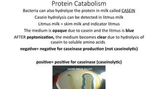 Fermentation and Catabolism part 1 .pptx