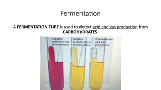 Fermentation and Catabolism part 1 .pptx