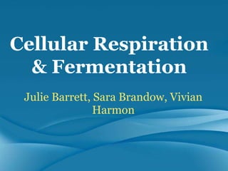 Julie Barrett, Sara Brandow, Vivian Harmon Cellular Respiration & Fermentation 