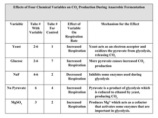 Produces Mg 2+  which acts as a cofactor that activates some enzymes that are important in glycolysis. Increased Respiration 2 3 MgSO 4 Pyruvate is a product of glycolysis which is reduced to ethanol by yeast, producing CO 2 Increased Respiration 4 6 Na Pyruvate Inhibits some enzymes used during glycolysis Decreased Respiration 2 4-6 NaF More pyruvate causes increased CO 2  production   Increased Respiration 7 2-6 Glucose Yeast acts as an electron acceptor and oxidizes the pyruvate from glycolysis, releasing CO 2 Increased Respiration 1 2-6 Yeast Mechanism for the Effect Effect of Variable On Respiration Rate Tube # For Control Tube #  With Variable Variable Effects of Four Chemical Variables on CO 2  Production During Anaerobic Fermentation 