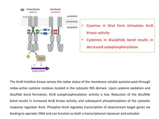fermentation and respiration.pptx