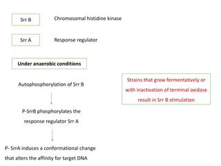 fermentation and respiration.pptx