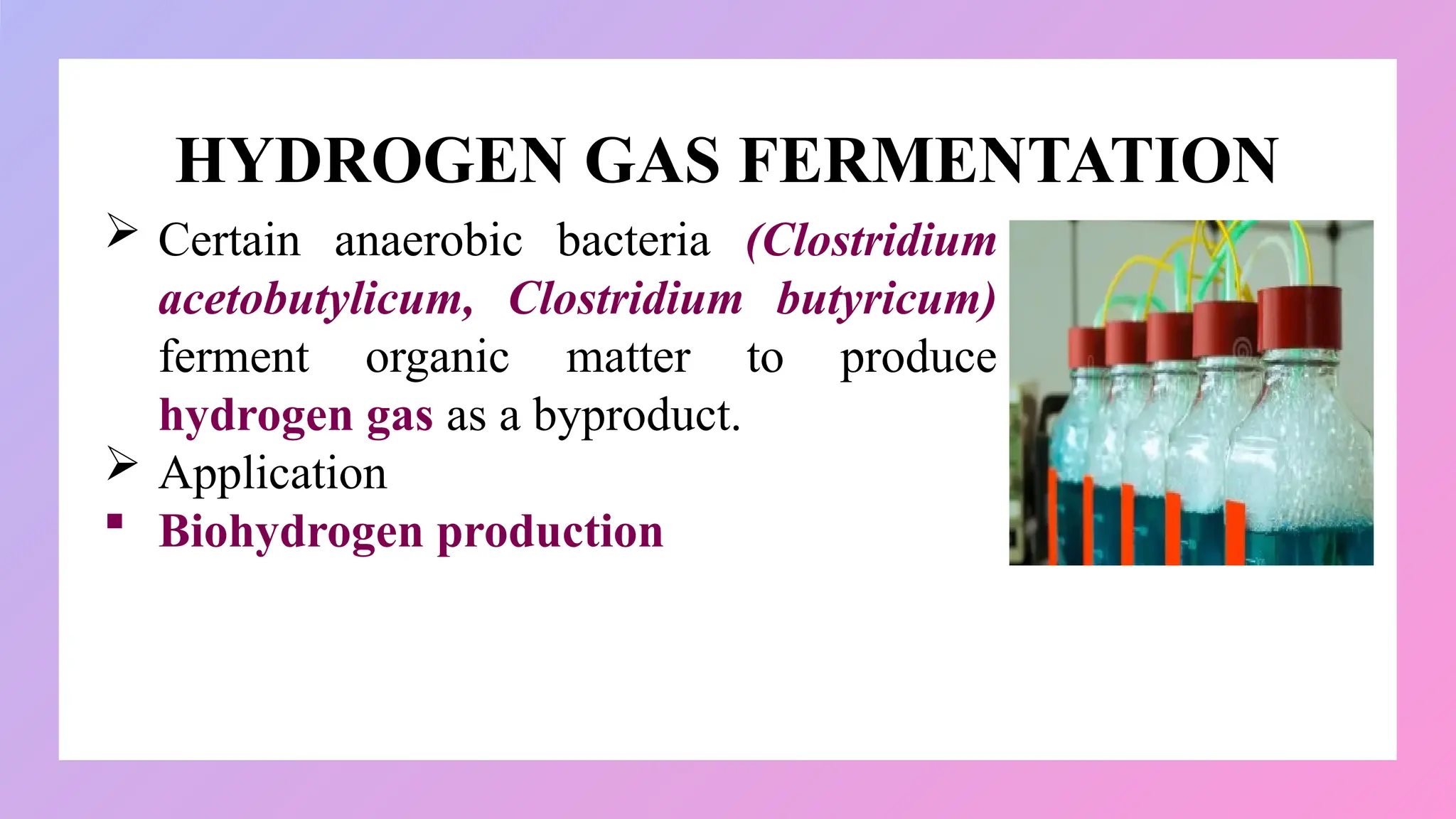 HYDROGEN GAS FERMENTATION
 Certain anaerobic bacteria (Clostridium
acetobutylicum, Clostridium butyricum)
ferment organic matter to produce
hydrogen gas as a byproduct.
 Application
 Biohydrogen production
 