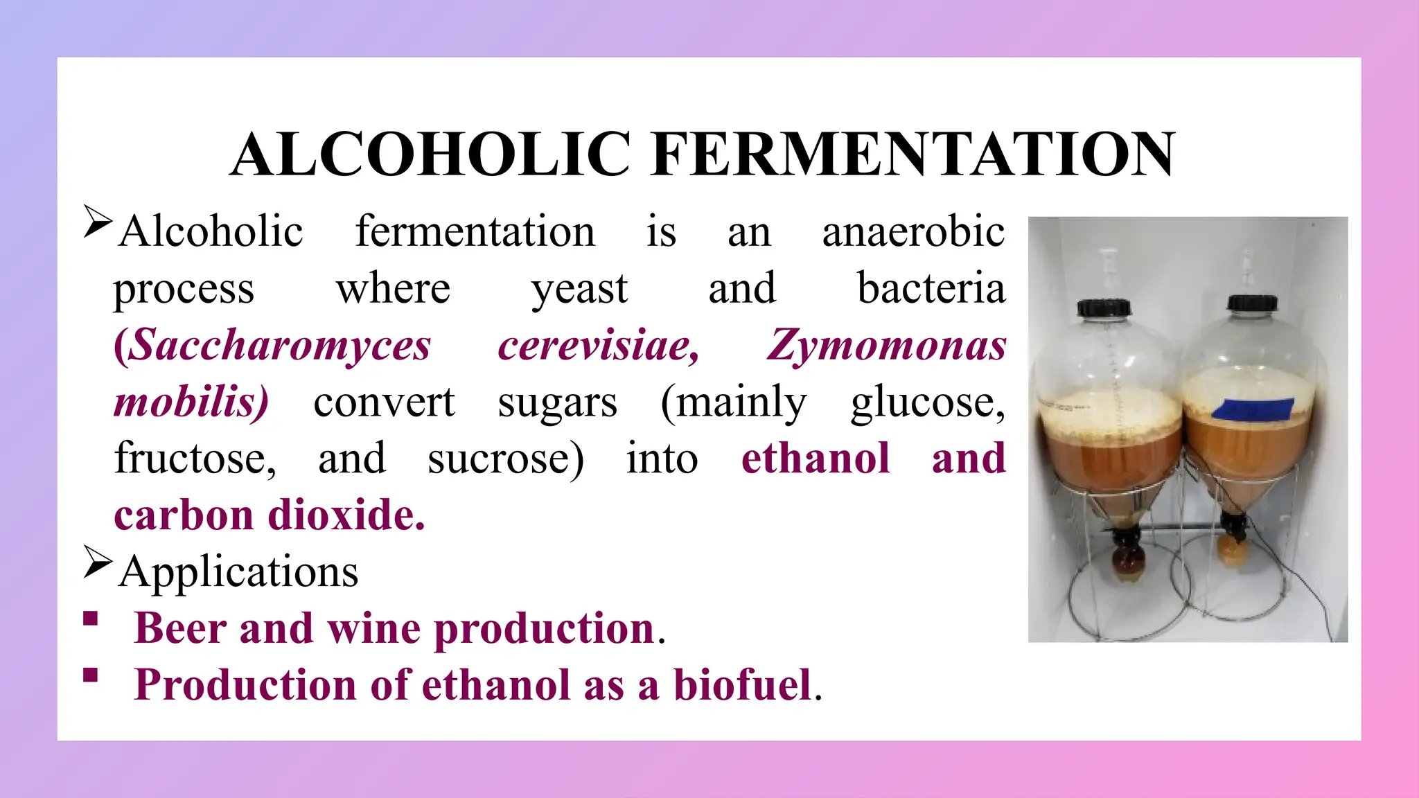 ALCOHOLIC FERMENTATION
Alcoholic fermentation is an anaerobic
process where yeast and bacteria
(Saccharomyces cerevisiae, Zymomonas
mobilis) convert sugars (mainly glucose,
fructose, and sucrose) into ethanol and
carbon dioxide.
Applications
 Beer and wine production.
 Production of ethanol as a biofuel.
 