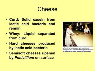 Cheese
• Curd: Solid casein from
lactic acid bacteria and
rennin
• Whey: Liquid separated
from curd
• Hard cheeses produced
by lactic acid bacteria
• Semisoft cheeses ripened
by Penicillium on surface
 