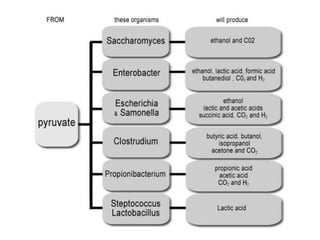 Fermentation Biotechnology. Cultures of microorganisms | PPT