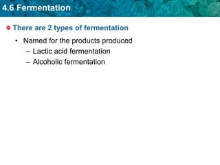 Fermentation and its types and impact on body | PPT