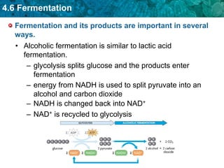 Fermentation and its types and impact on body | PPT