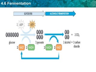 Fermentation and its types and impact on body | PPT