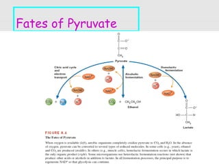 20
Fates of Pyruvate
 