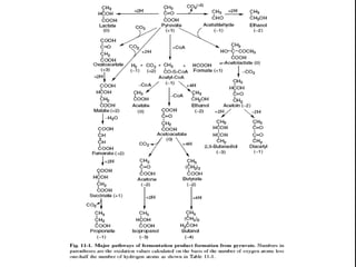 Fermentation of carbohydrates | PPT